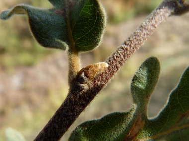 Rameaux pubescents. Agrandir dans une nouvelle fenêtre ou onglet)